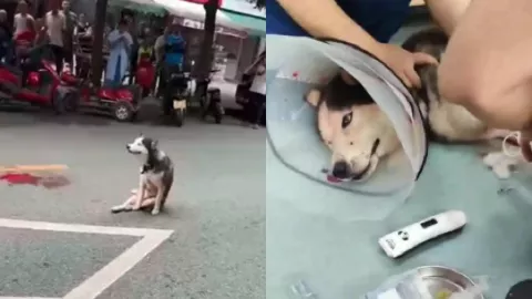 成都流浪哈士奇事件